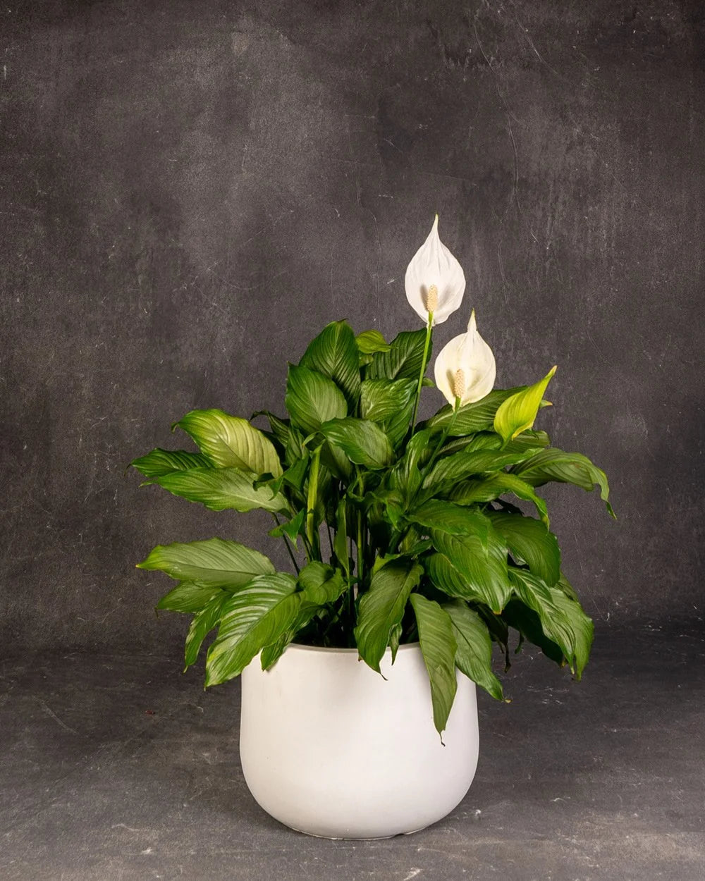 Peace Lily (Spathiphyllum)