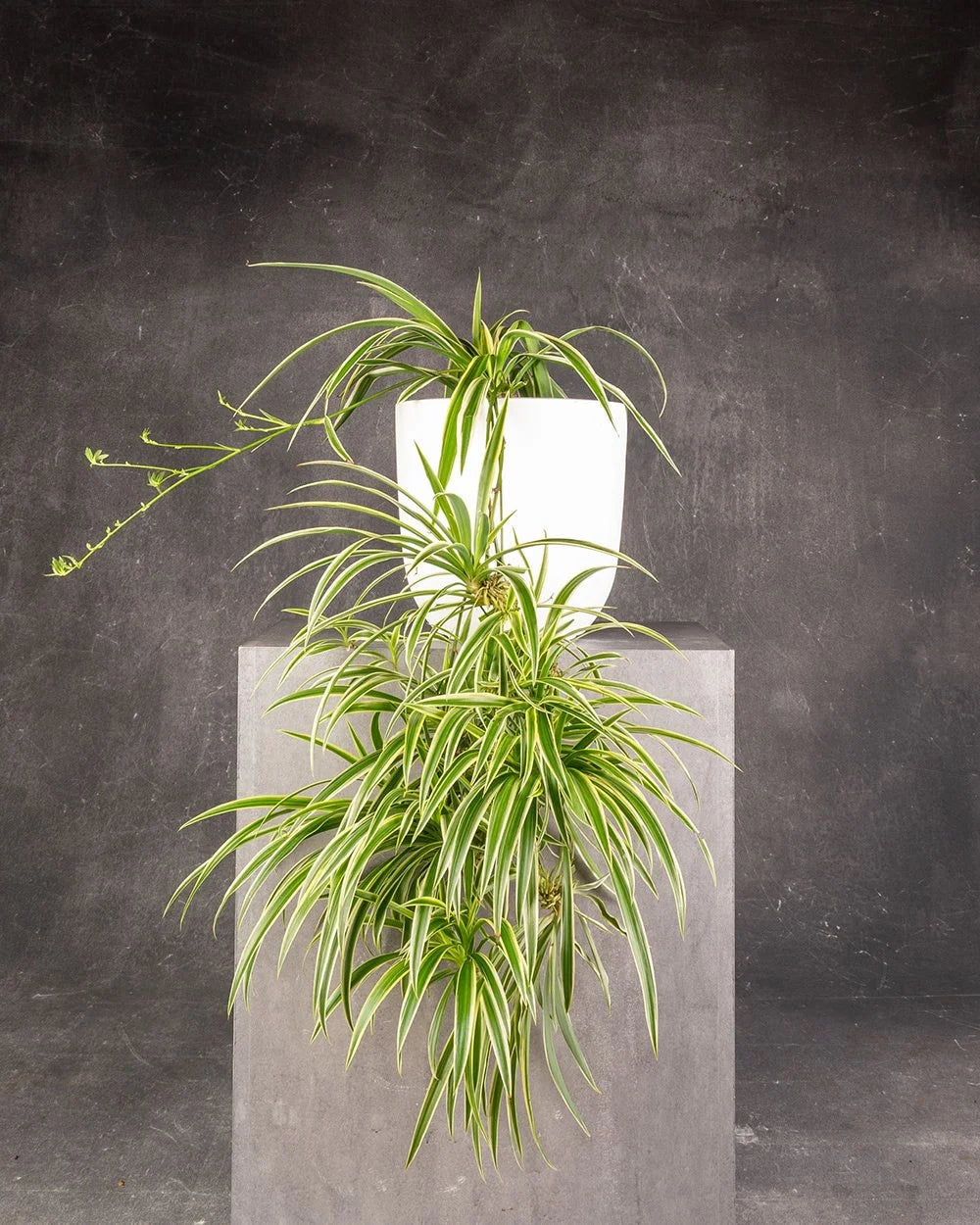 Spider Fern Variegated