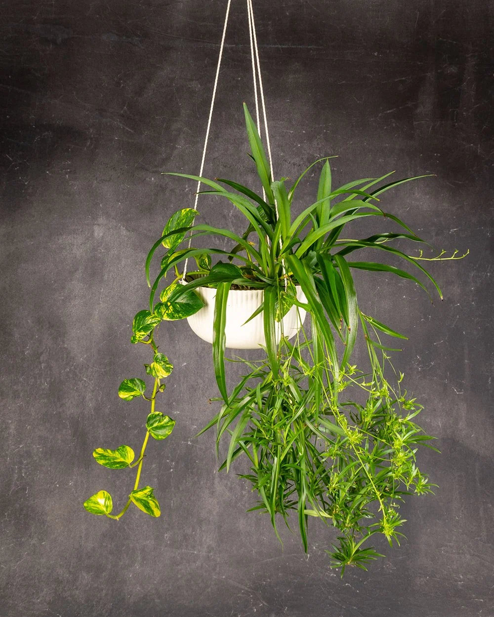 Spider Fern and Pothos