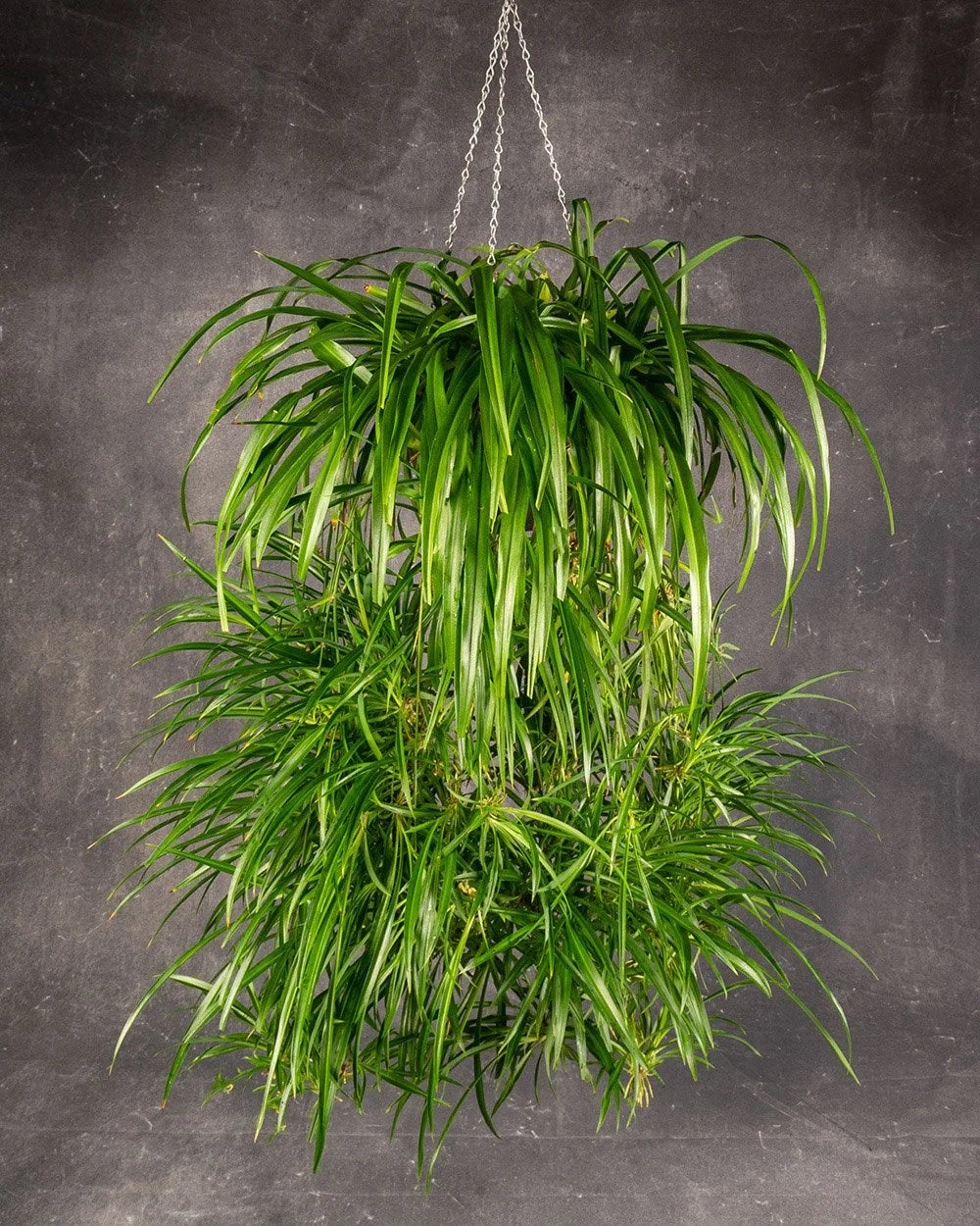 Spider Fern
