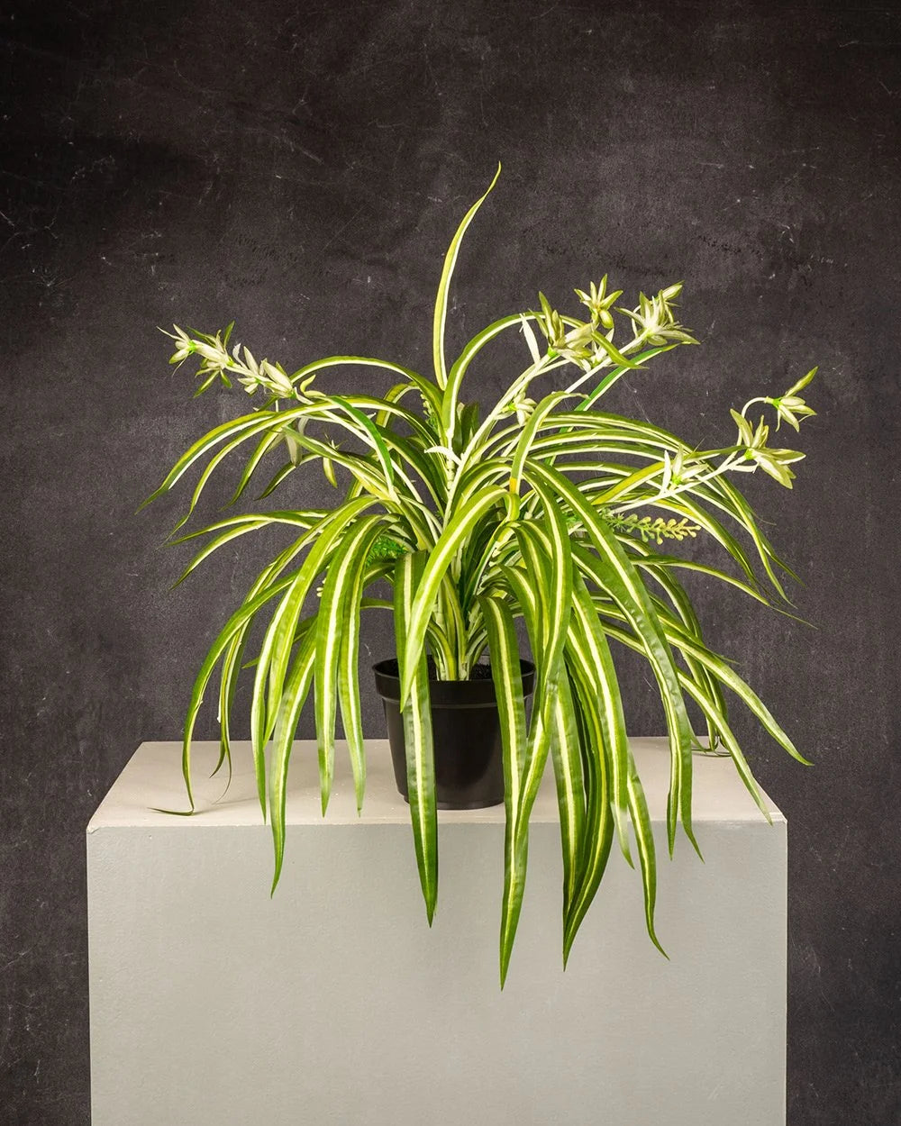 Spider Fern (Variegated)