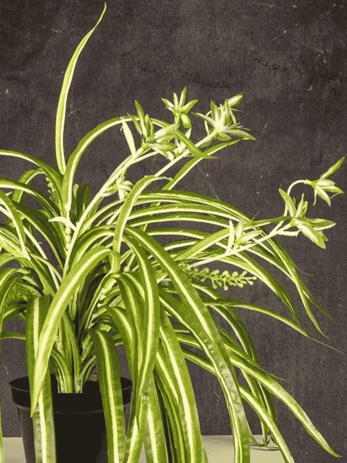 Spider Plant Bush