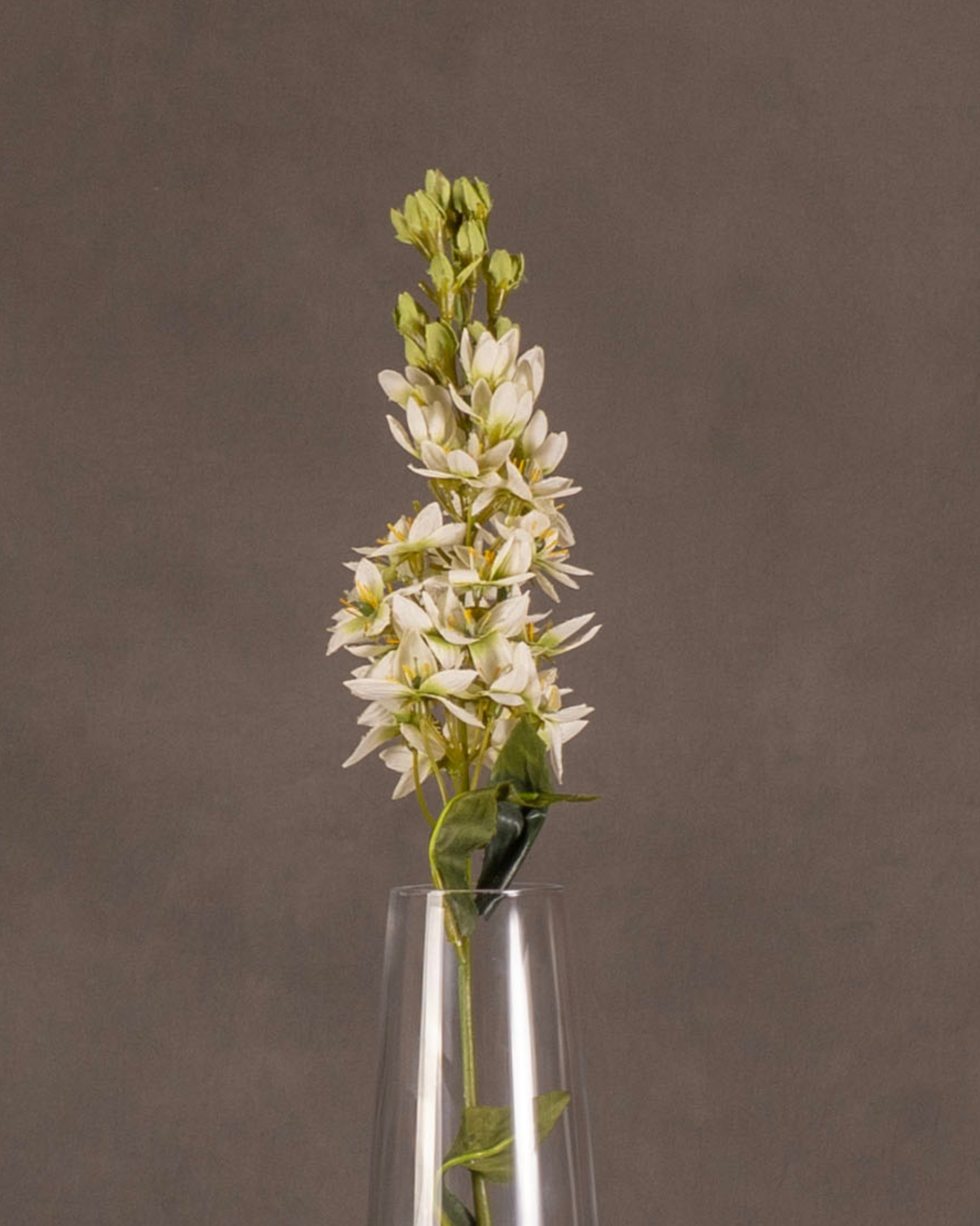 Star of Bethlehem