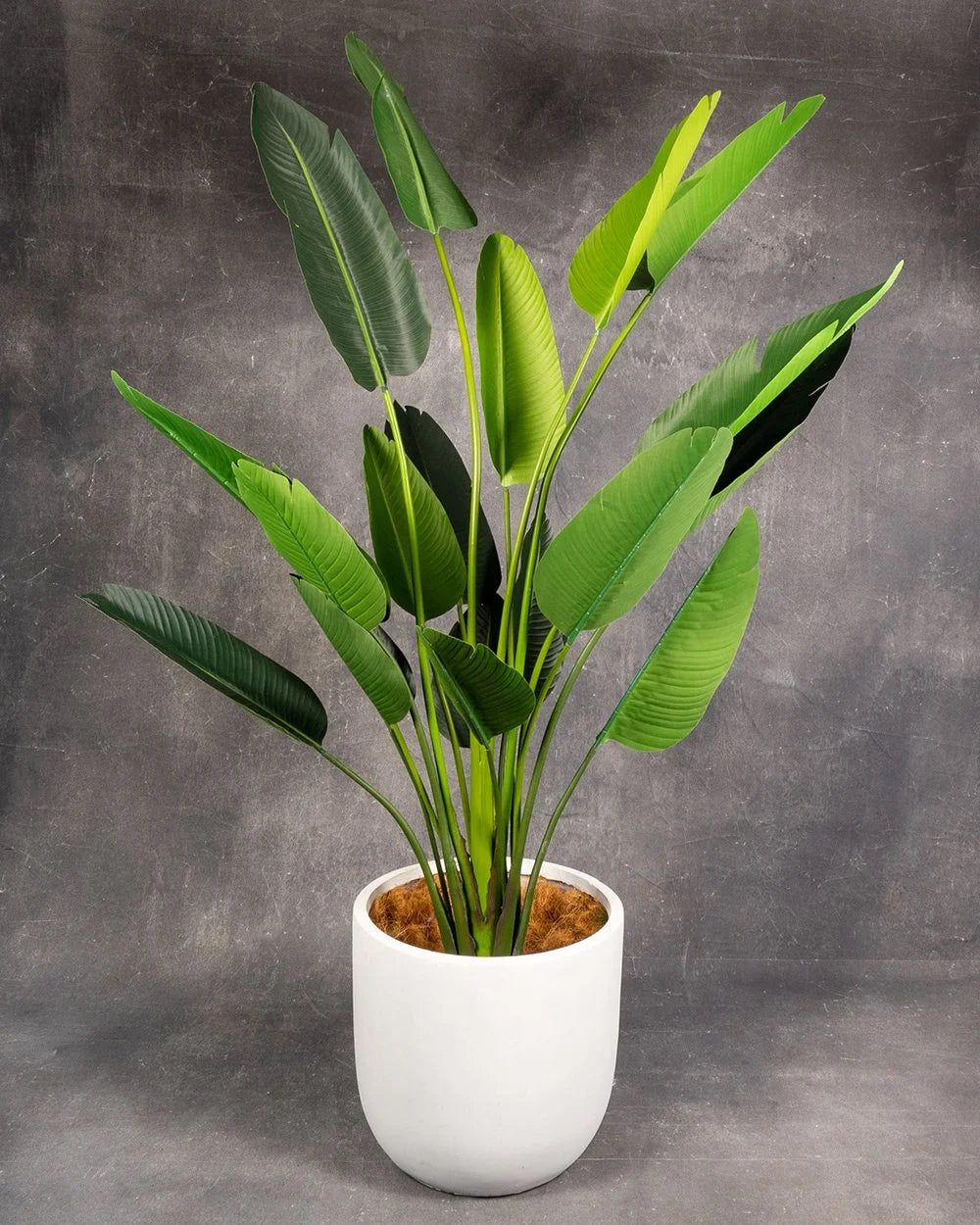Bird Of Paradise