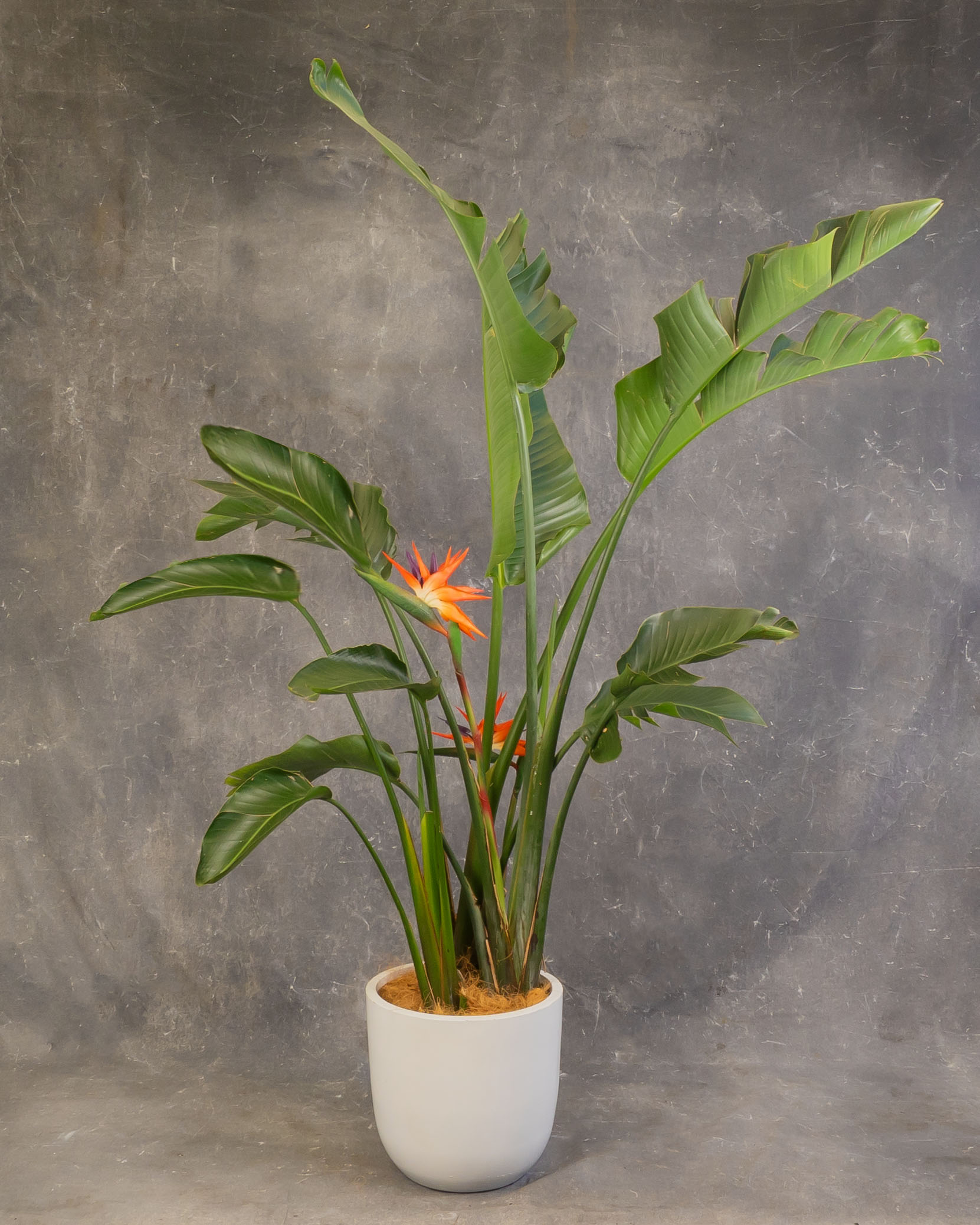 Bird of Paradise