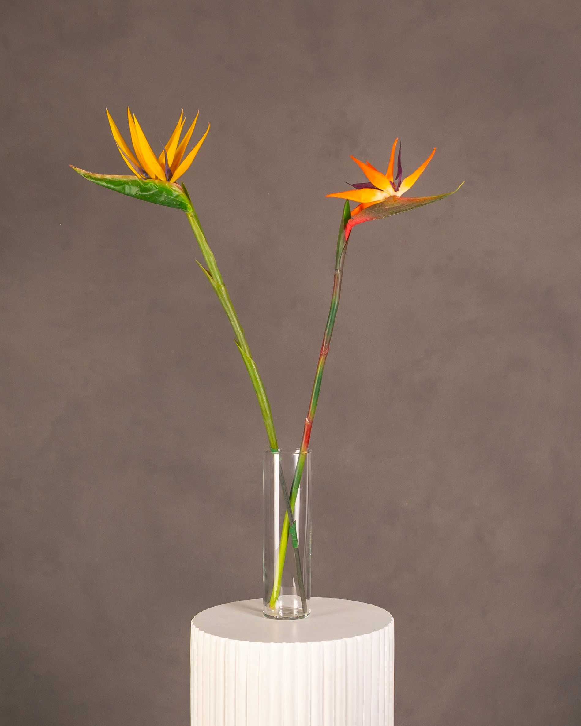Bird of Paradise Stem