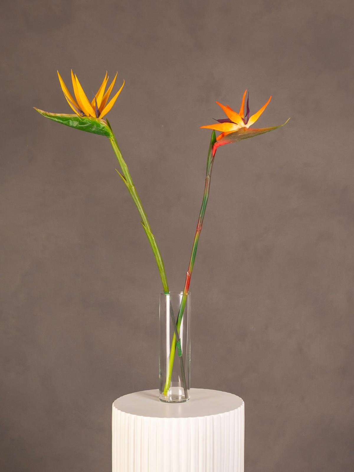 Bird of Paradise Flower