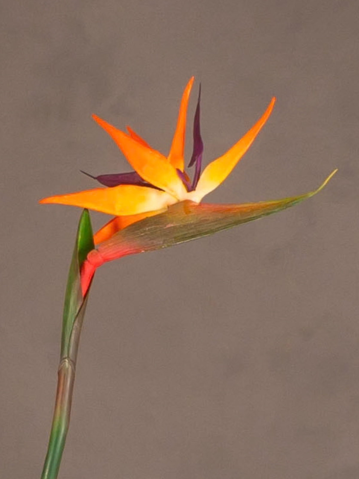 Bird of Paradise Flower