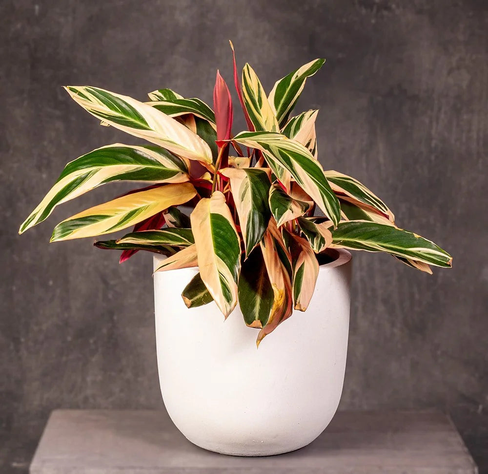 Stromanthe triostar