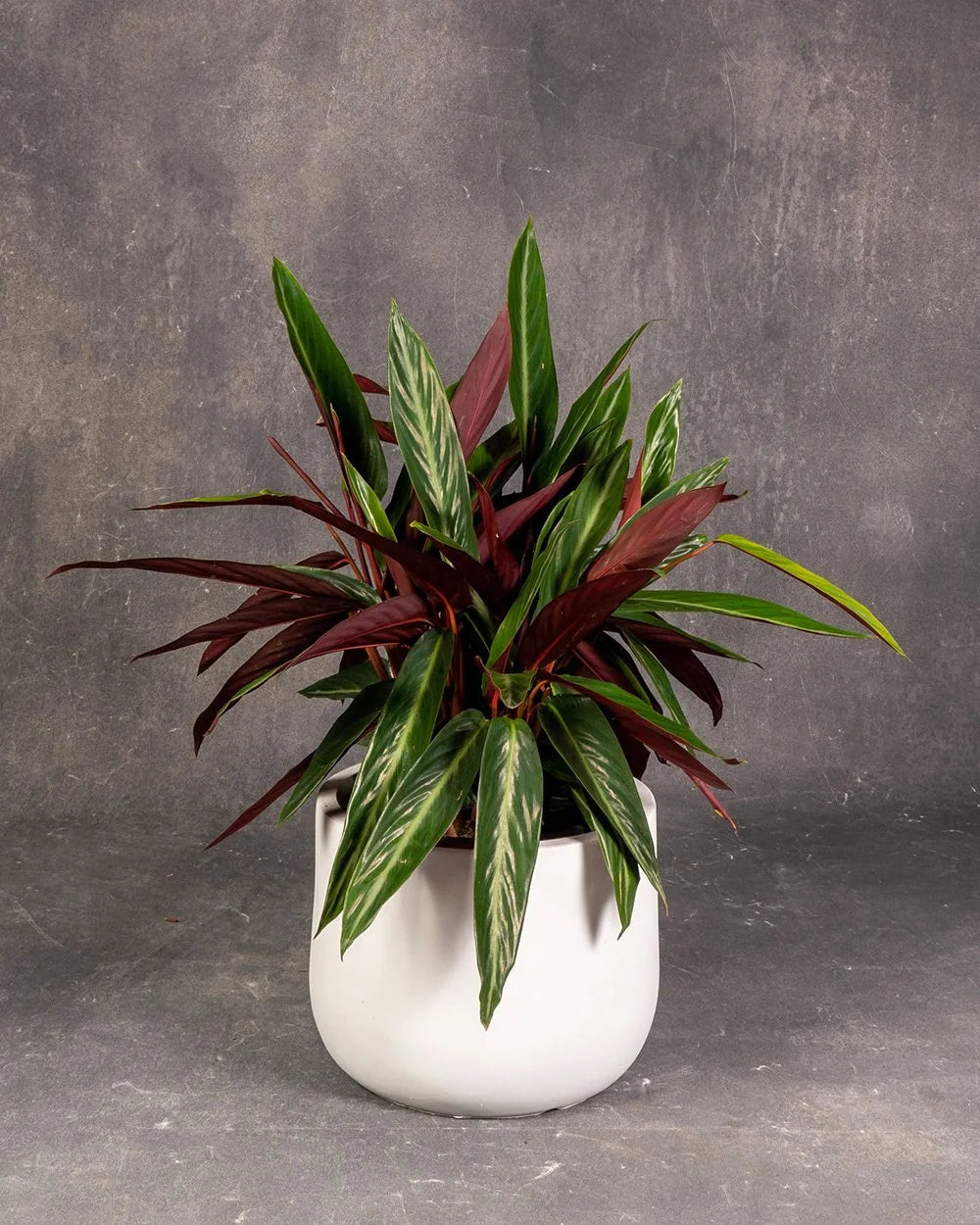 Stromanthe triostar
