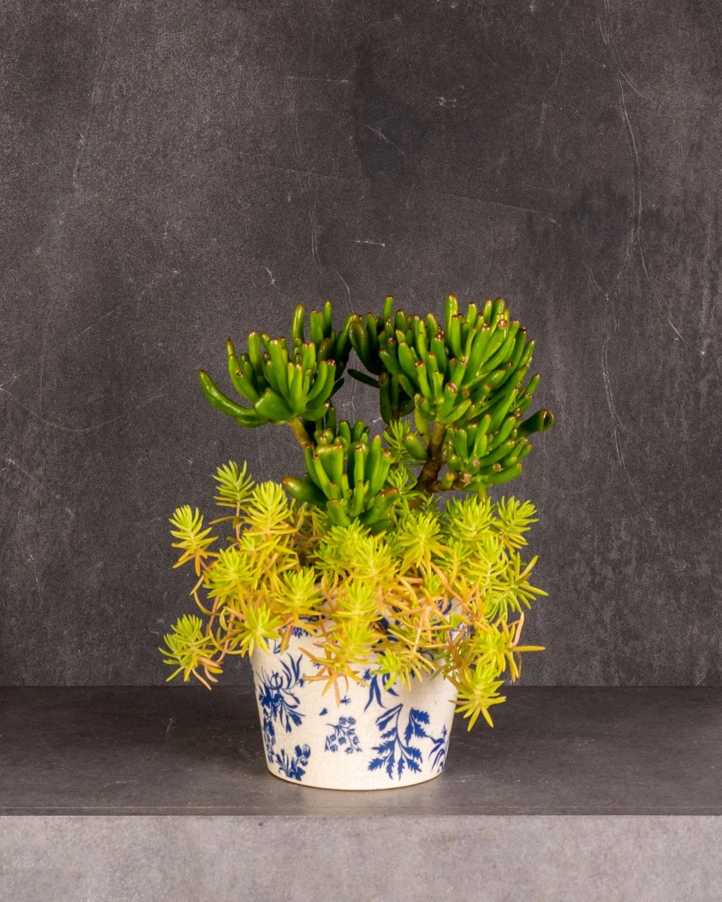 Succulents Blue And White China Pot