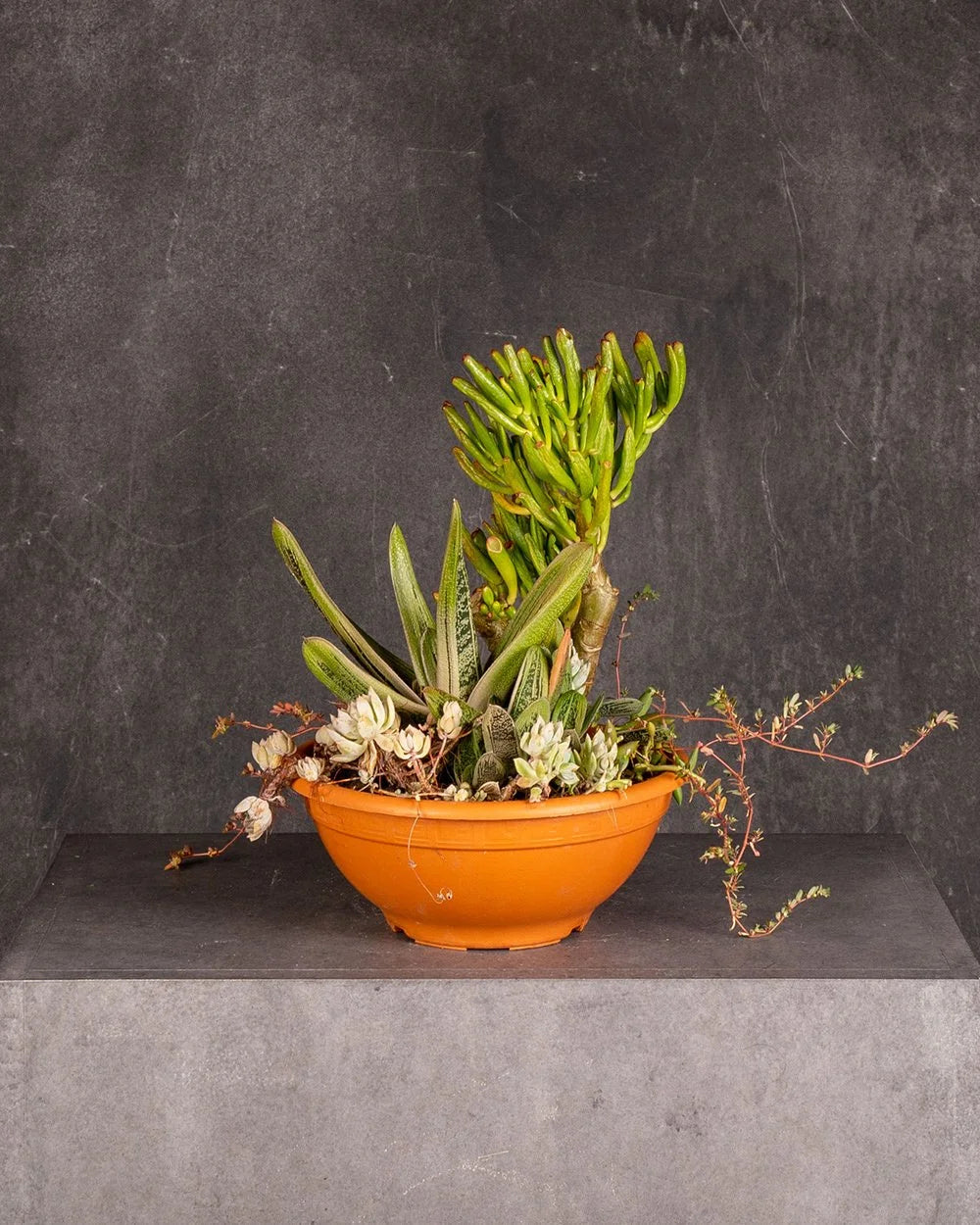 Succulent Bowl Lawyers Tongue  and Shreks Ears