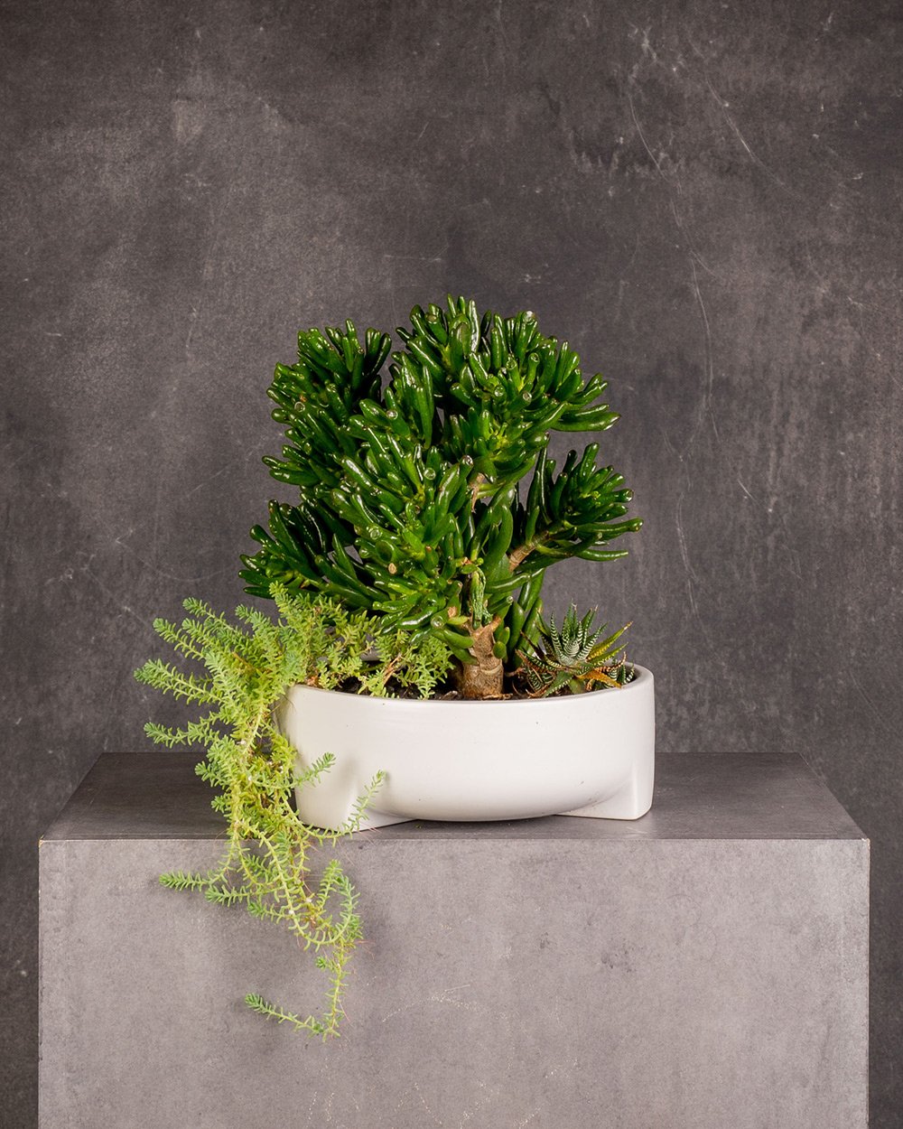 Succulent Bowl White China Round