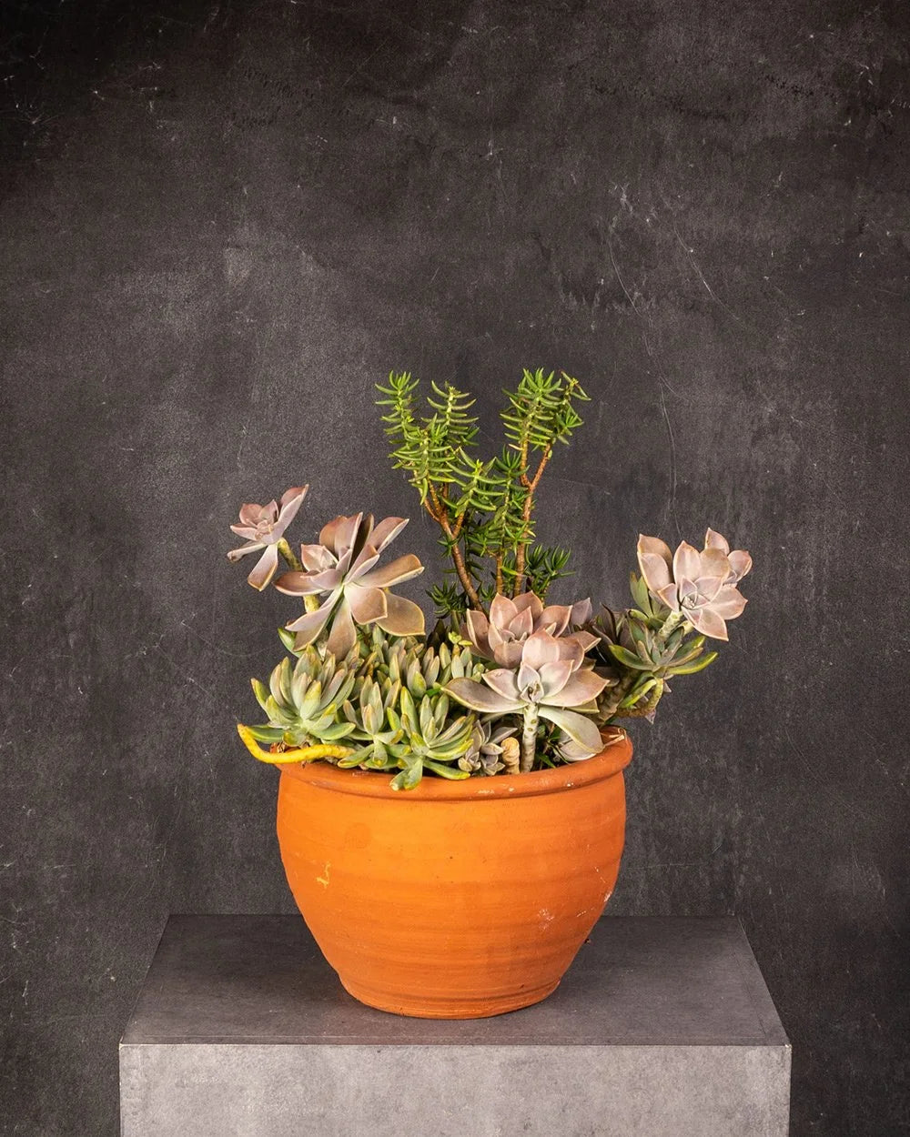 Succulent Mixed Pot Terracotta