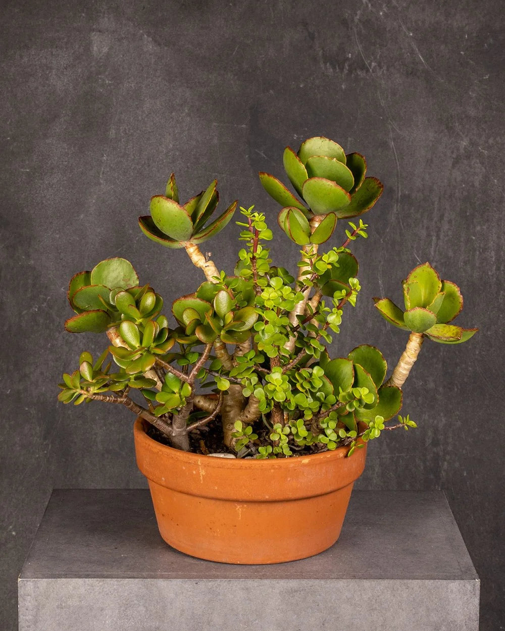 Succulent Pot Shallow Terracotta