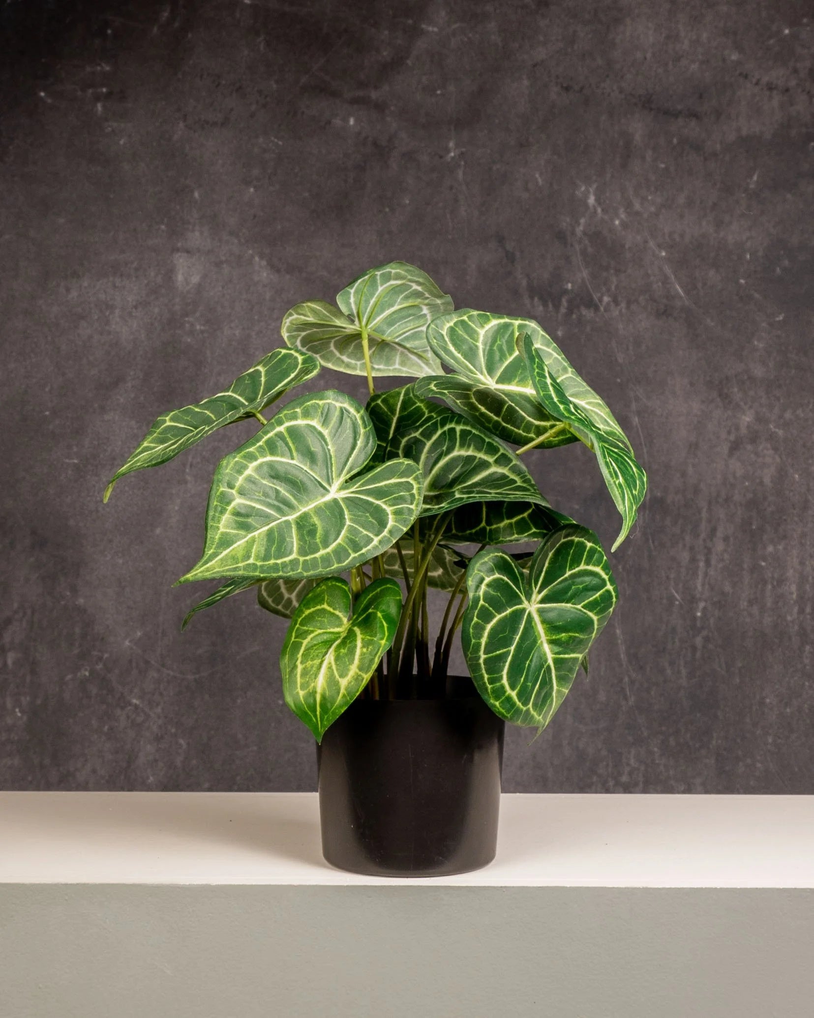 Syngonium Batik