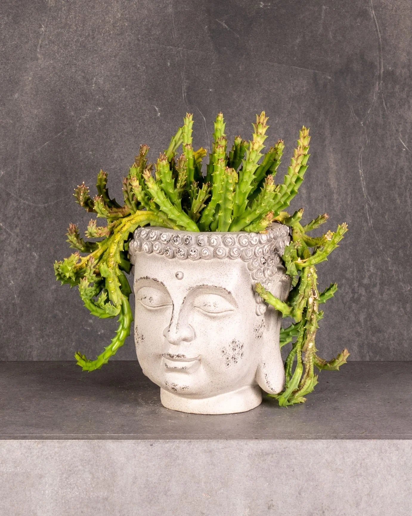 Starfish Cactus (Stapelia spp.)