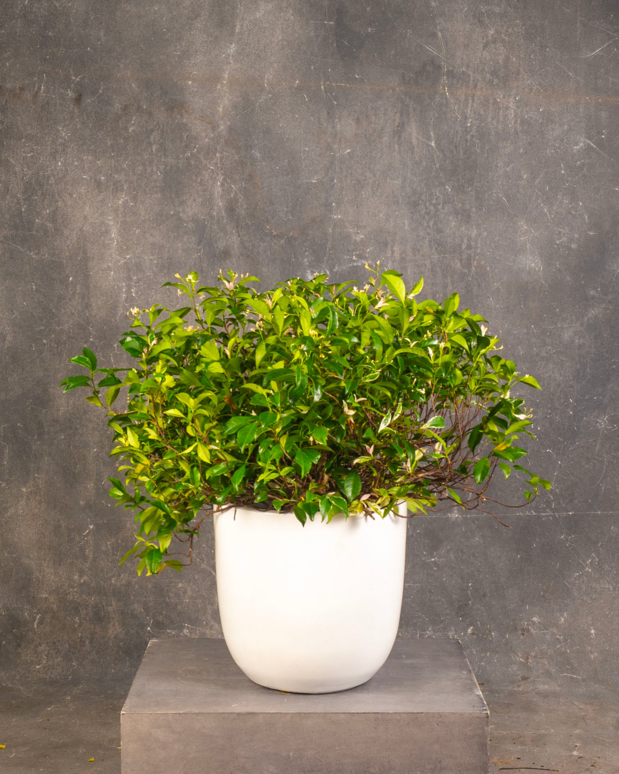 Trachelospermum jasminoides