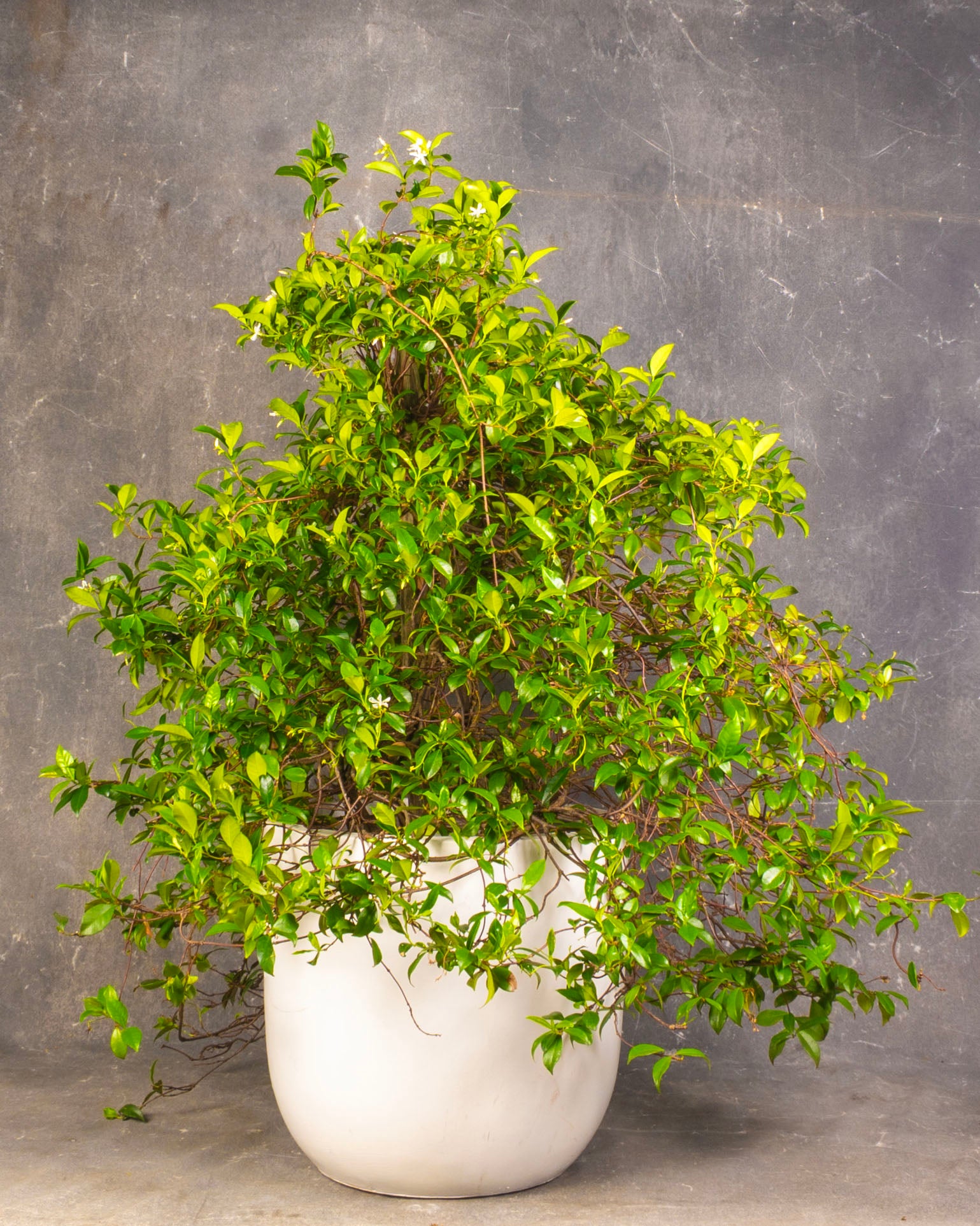Trachelospermum jasminoides