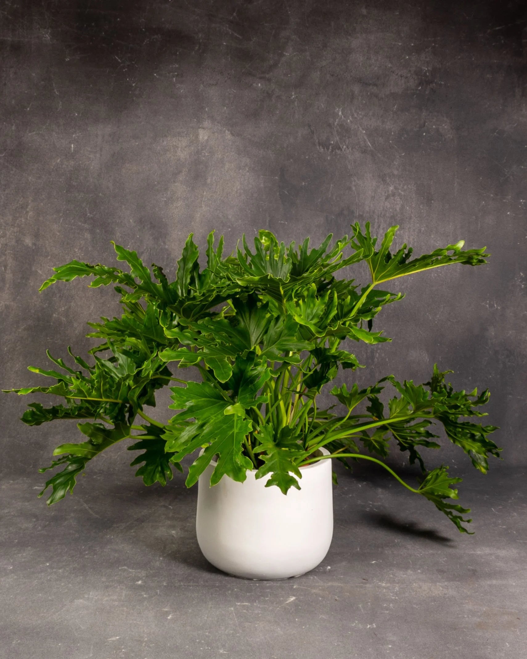 Tree Philodendron #2