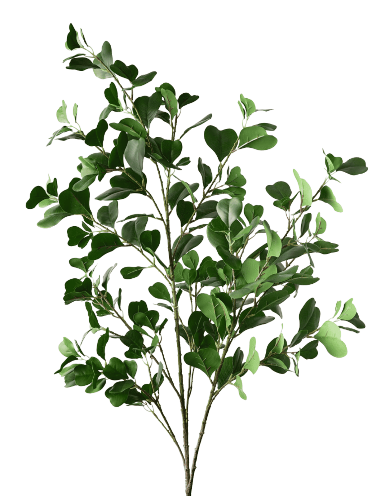 Triangle Ficus Spray