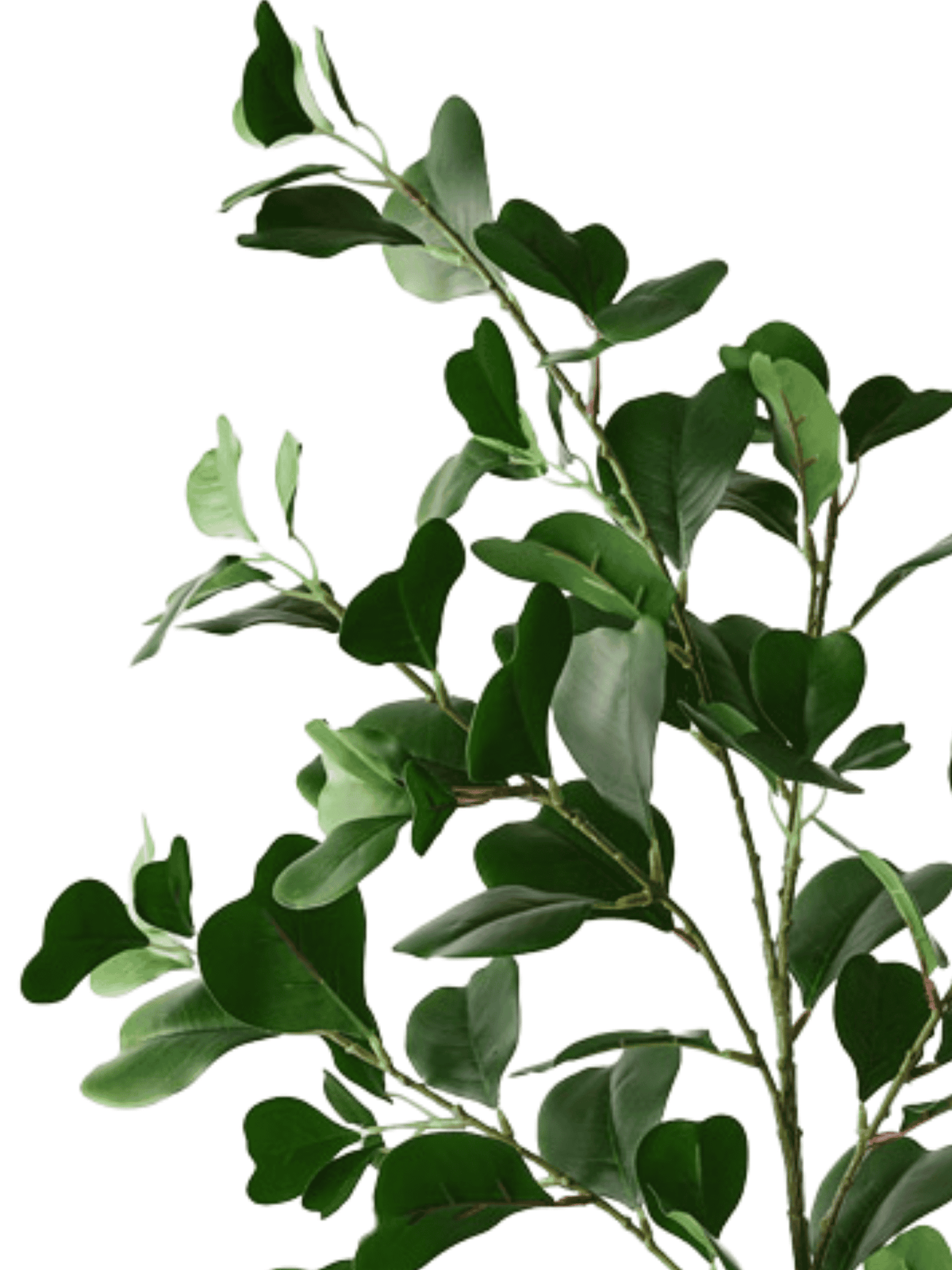 Triangle Ficus Spray