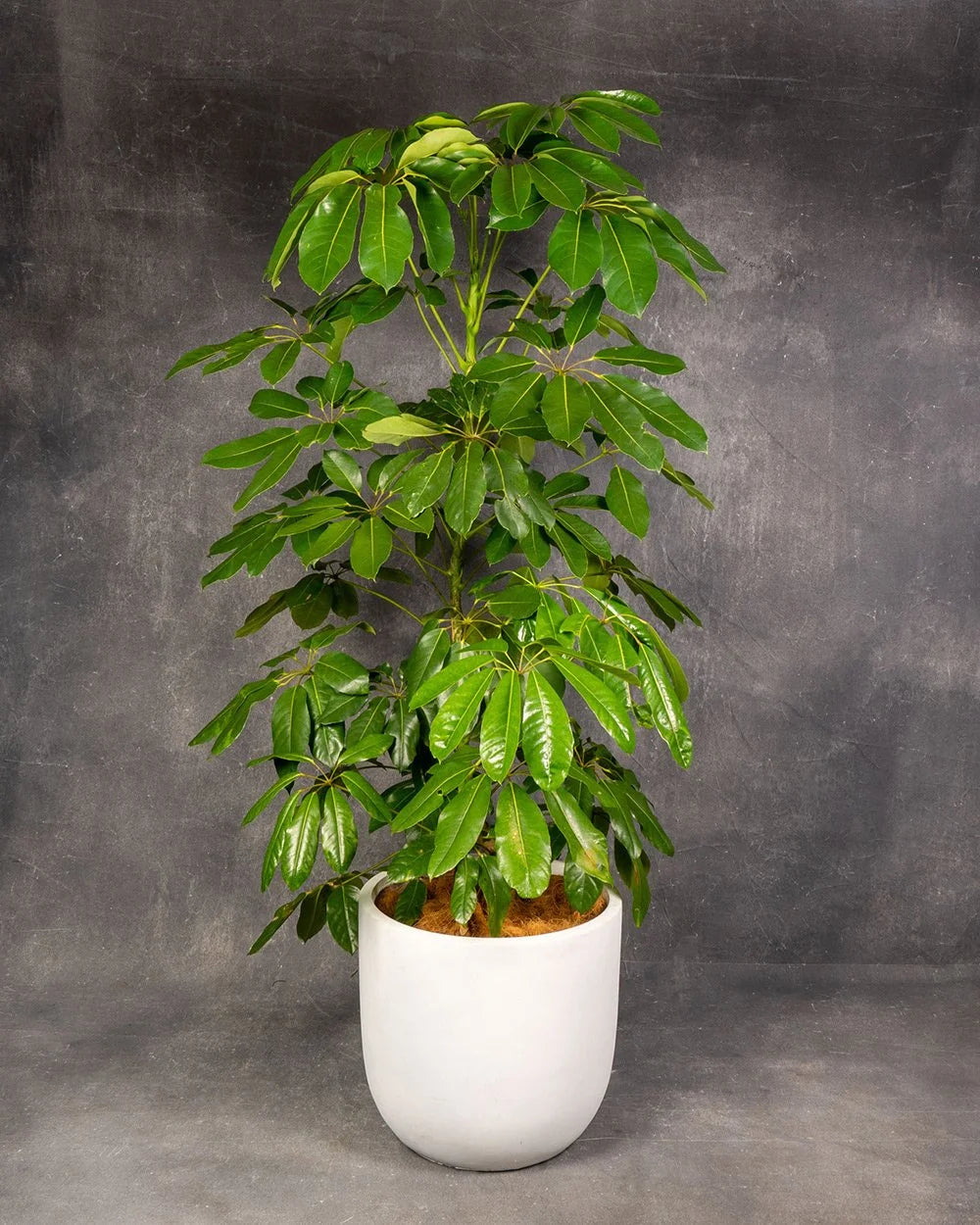 Umbrella Plant (Schefflera) #2