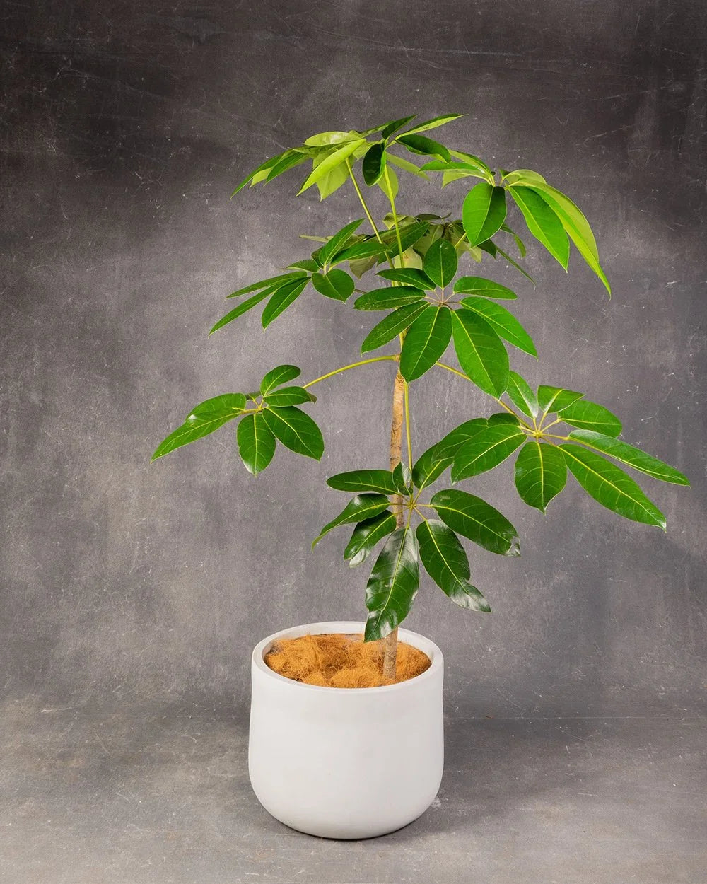 Umbrella Plant (Schefflera) #1