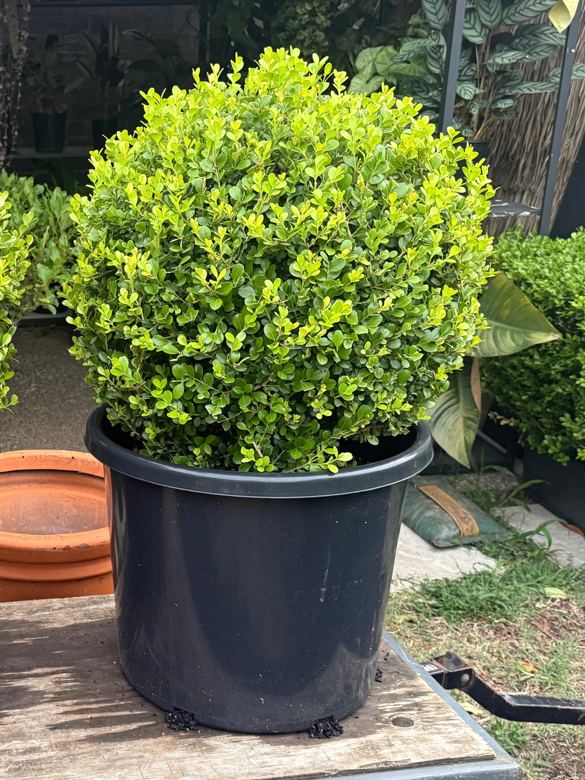Buxus topiary balls