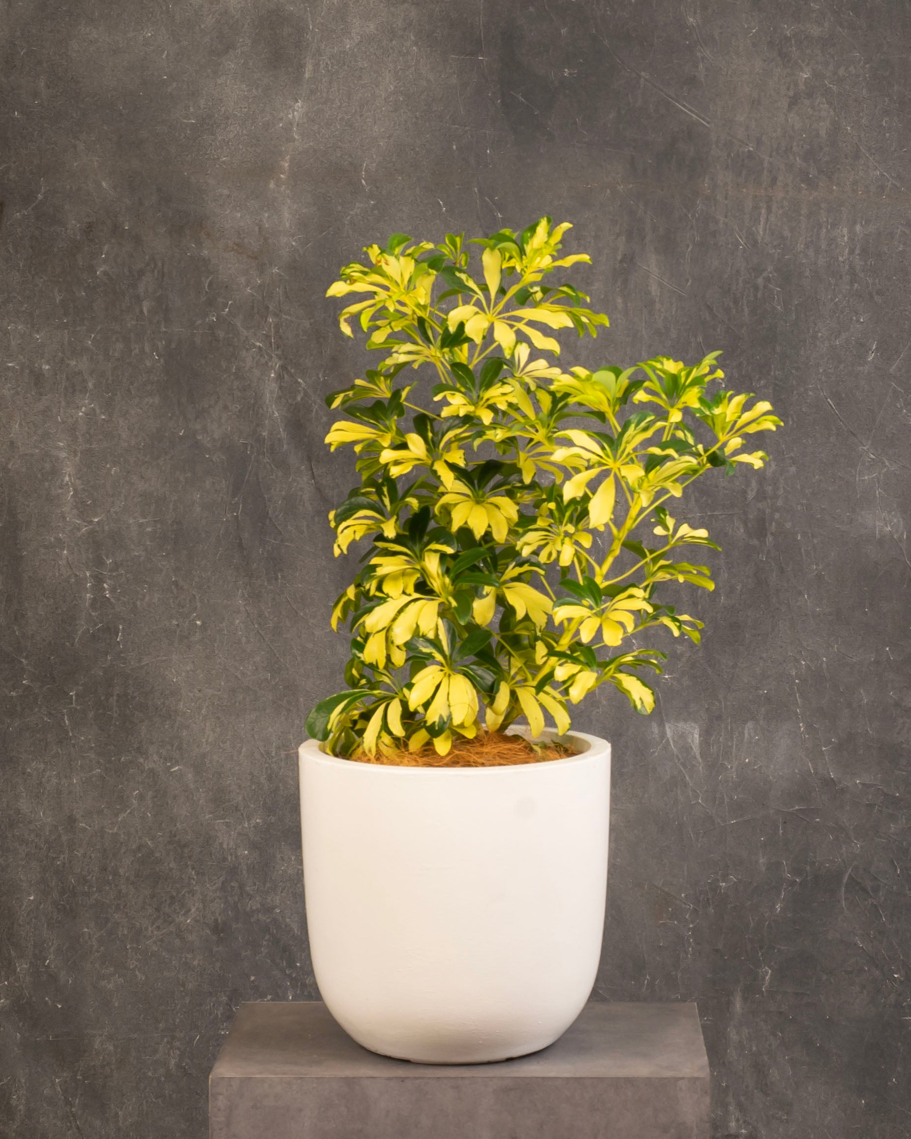 Variegated Umbrella Plant
