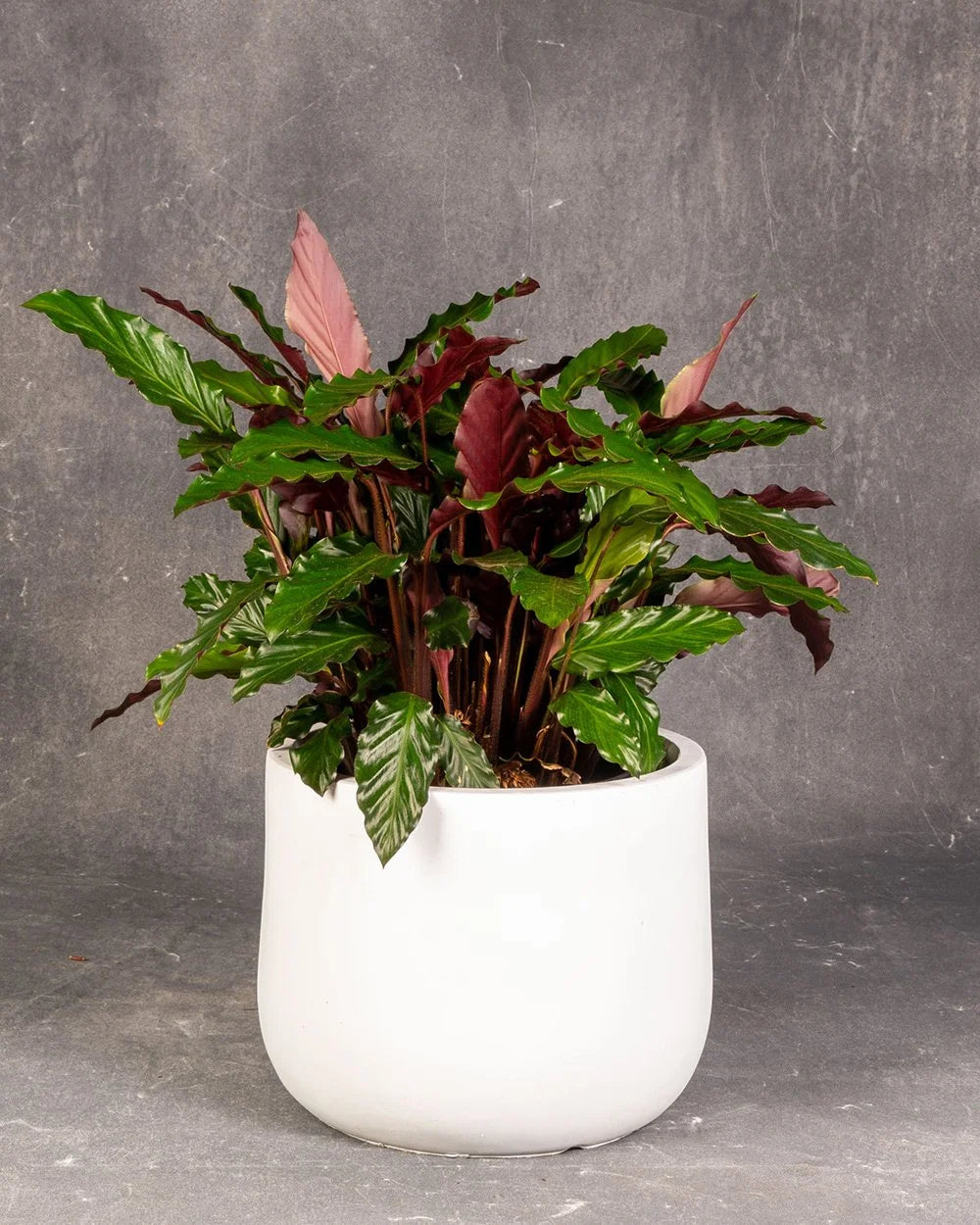Velvet Calathea