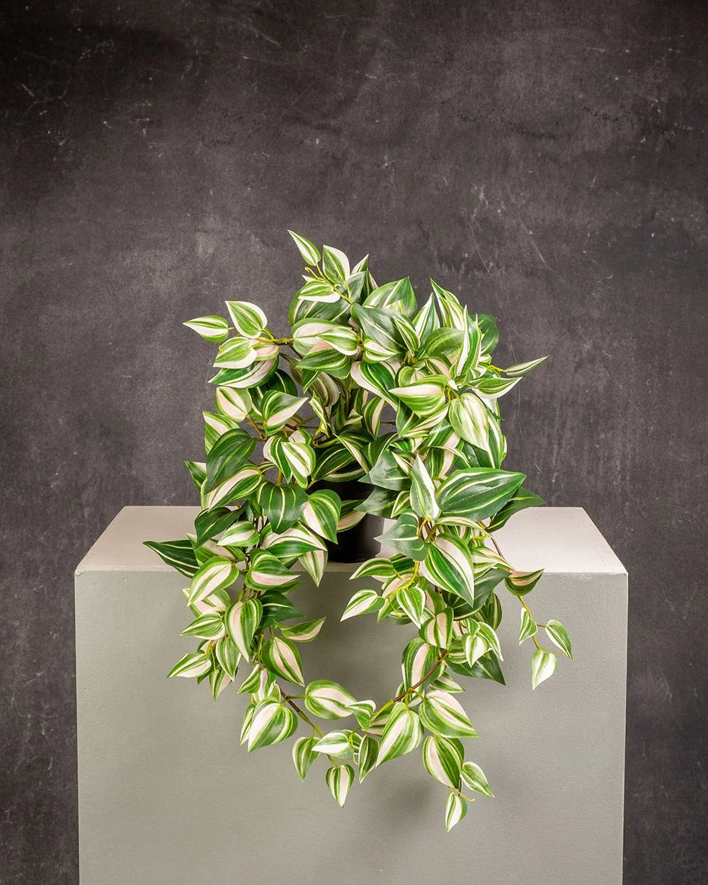 Silver Inch Plant