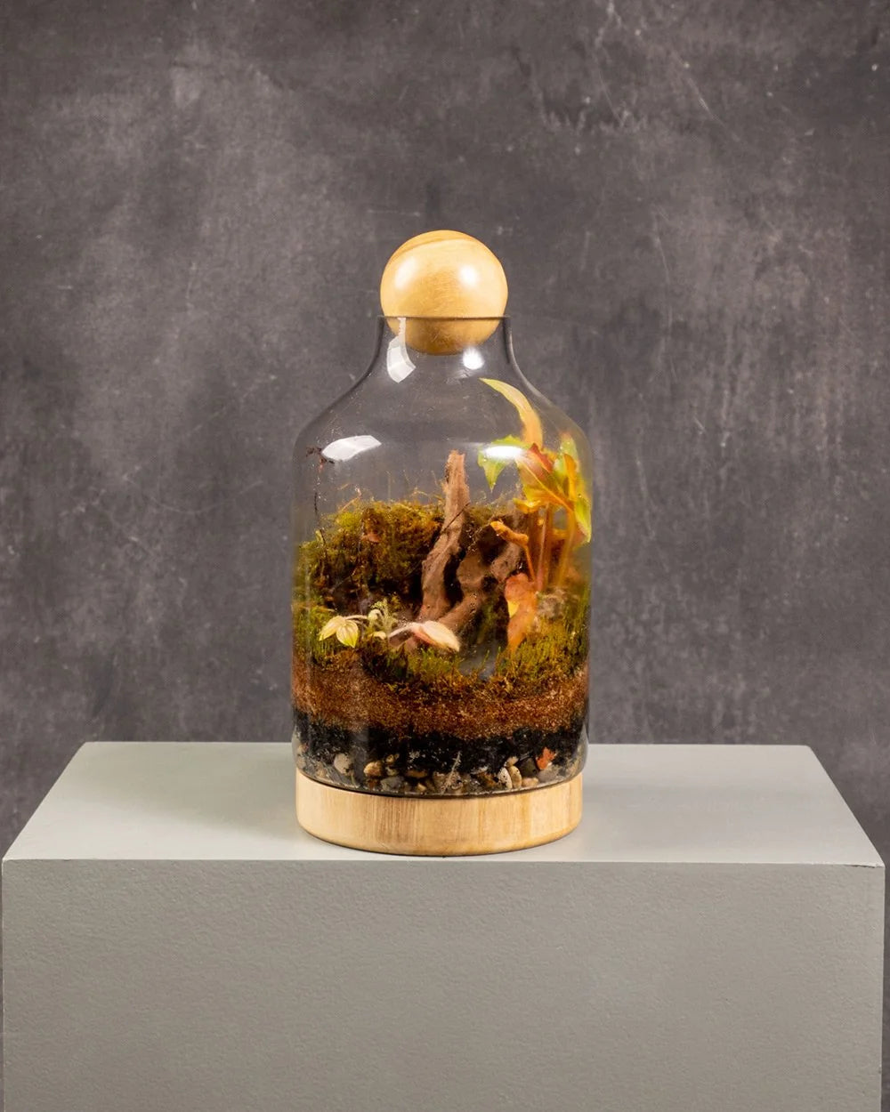 Terrarium Wood Stopper