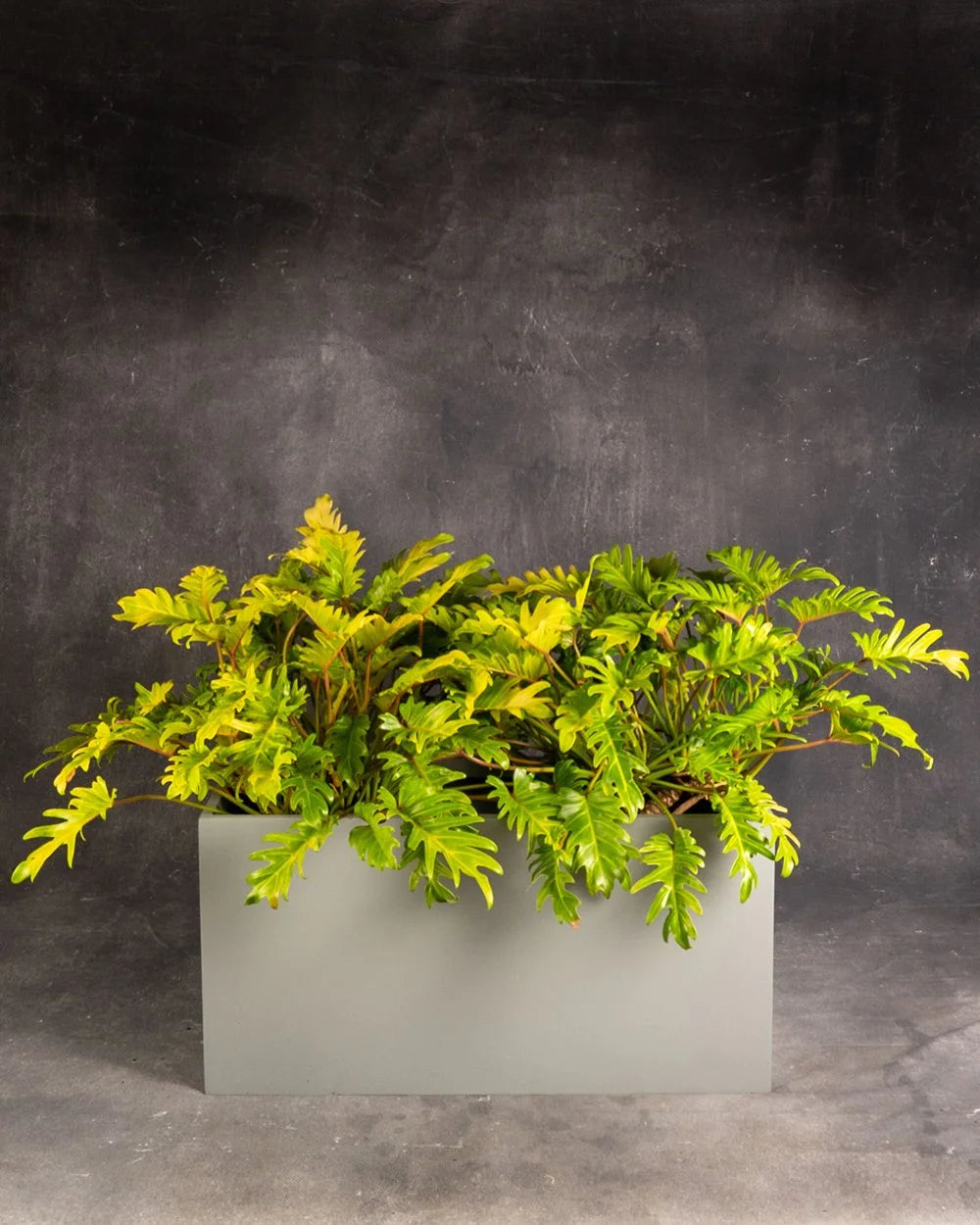 Philodendron Xanadu ‘Gold Bullion’ in Planter Box (Thaumatophyllum xanadu)