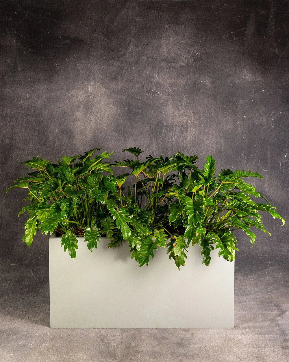 Philodendron Xanadu in Planter Box (Thaumatophyllum xanadu)
