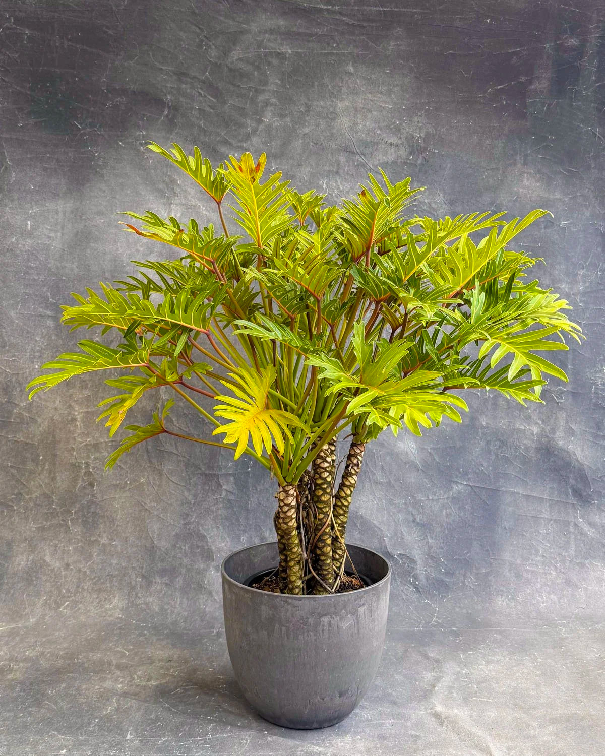 Philodendron Xanadu
