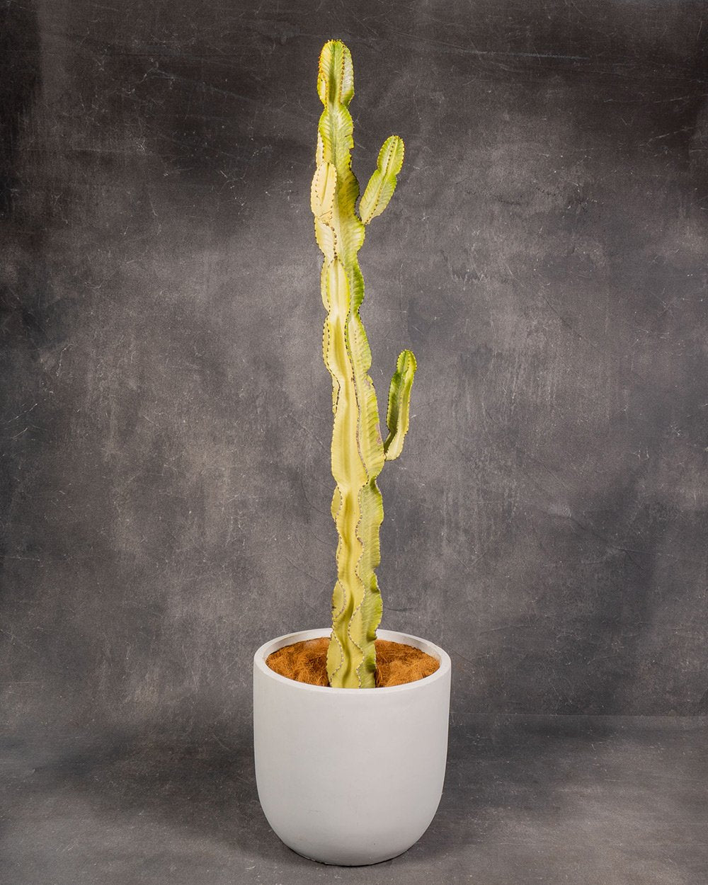 African Candelabra