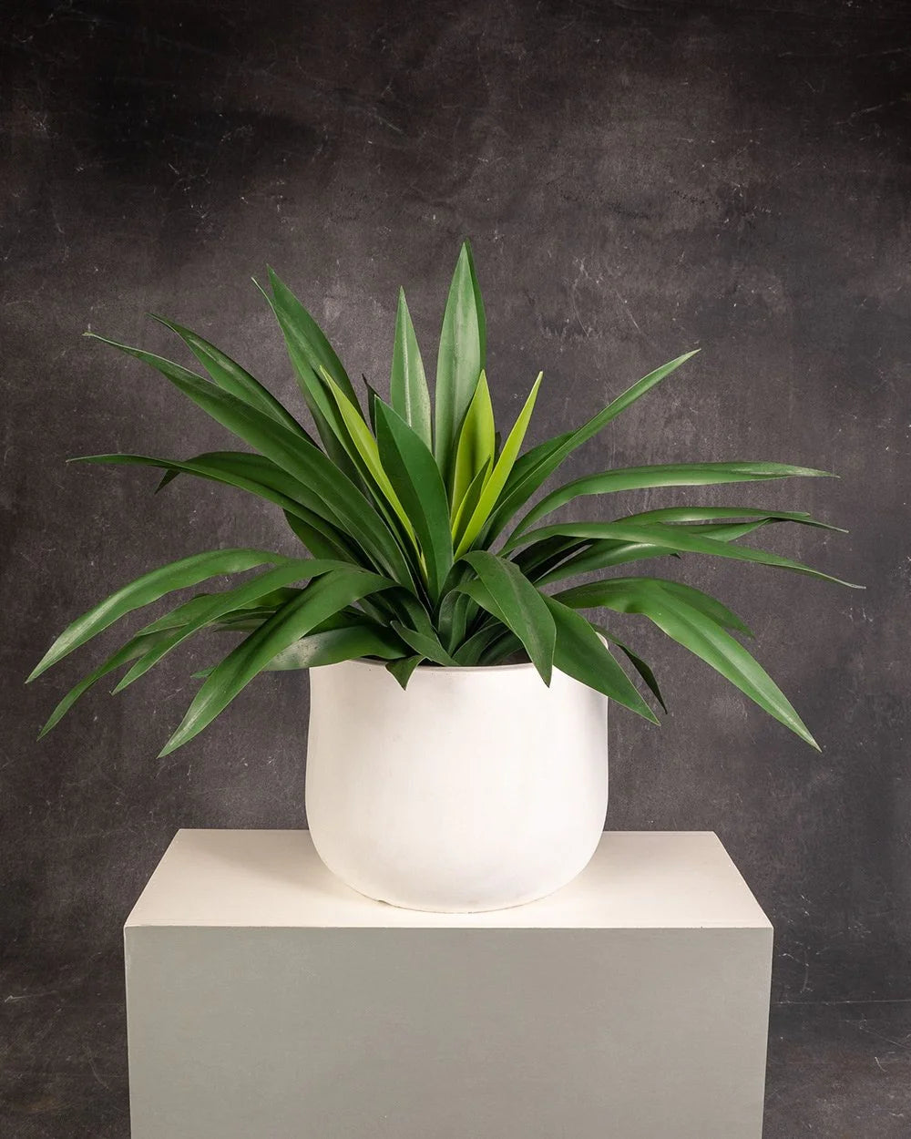 Yucca Green