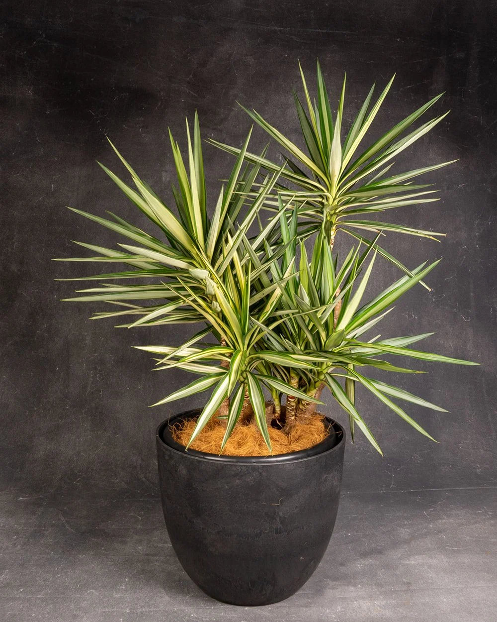 Yucca Variegated