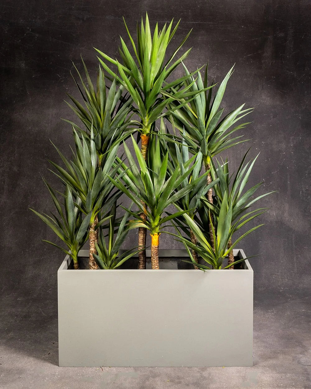 Yucca in Planter Box