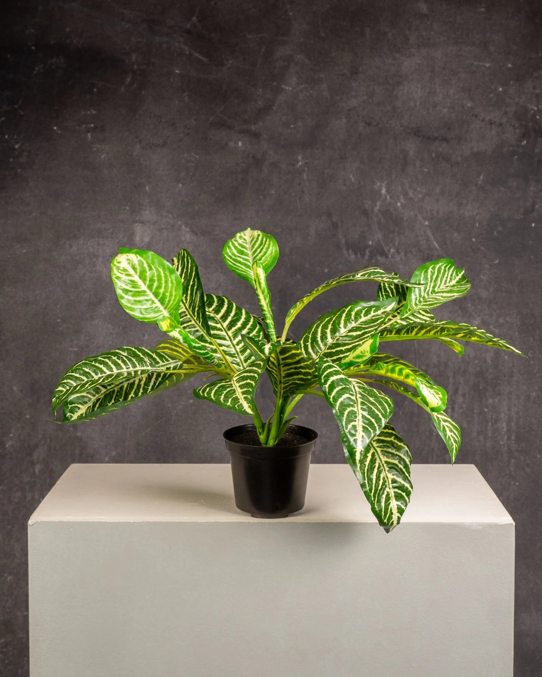 Zebra Plant